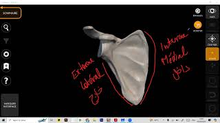 Ostéologie  Scapula part 1  with Dr Anne 🤍 [upl. by Rhianna655]