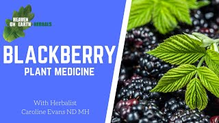 Blackberries health benefits and more [upl. by Carmelina]