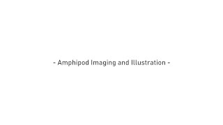 Amphipod Imaging and Illustration [upl. by Kannry]