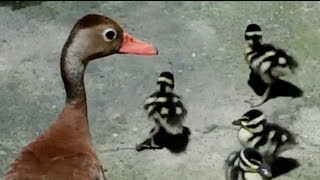 Patos pichichines invaden mi casa  Blackbellied Whistling Duck [upl. by Elbart430]