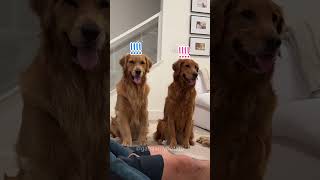 Tricking My Dogs For The 639175th Time dogpranks dogshorts lovegoldens dogreactions goldendog [upl. by Mcmurry]