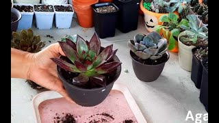 Potting my newly bought succulents gun n roses red vampire lola maria romeo rubin and dusty rose [upl. by Ceevah777]