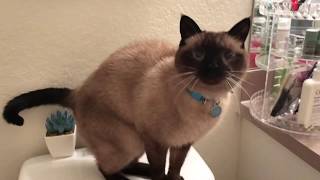 My Siamese Cat Talking to MeAgain [upl. by Bernadene]