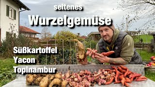 Wurzelgemüse mal anders Topinambur Yacon Süßkartoffel aus dem Garten [upl. by Aisha]