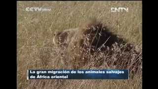 Apareamiento de leones en las praderas de la Reserva Nacional Masai Mara CCTV International [upl. by Anayeek]