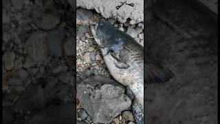 Wels Catfish spinninghuge catfish caught spinning after an extreme fight from shore fishing [upl. by Ahseryt401]