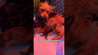 Newborn yorkie puppies new red hi baby creature merleyorkie puppies [upl. by Auqinal898]