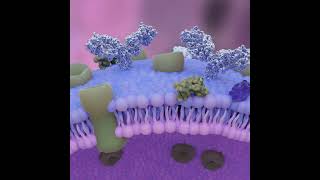 cell membrane receptors [upl. by Aitnwahs]