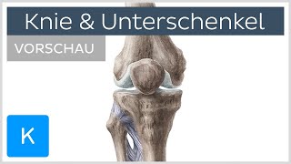 Knie und Unterschenkel Aufbau Knochen amp Bänder Vorschau  Kenhub [upl. by Oirtemed946]