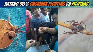 Balik Batang 90s  Gagamba Fighting in the Philippines  Orb Weaver Spider [upl. by Barvick]