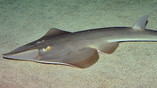 Facts The Guitarfish [upl. by Sokram]