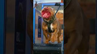 Pitbull VS Doberman 😱😡 pitbull doberman shorts ytshorts dogs [upl. by Norrahc]