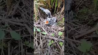 Indian baj and birds baby sound 🥰shorts sound nature wildlife birdslover mother [upl. by Bozovich]