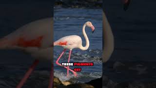 Flamingos The Surprising Truth About Their Pink Color 🦩 shorts flamingo facts animals wildlife [upl. by Lashar]