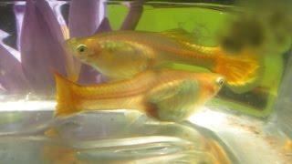 Pregnant Guppies What They Look Like Before and After Giving Birth [upl. by Sontich]