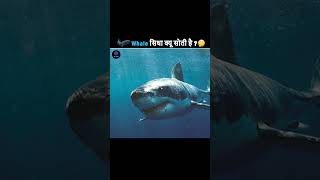 Sperm Whale सीधी क्यों सोती हैWhy sperm whale sleep straight youtube TheFacts [upl. by Sivet]