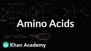 Introduction to amino acids  Macromolecules  Biology  Khan Academy [upl. by Enaasiali]