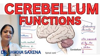 Cerebellum Functions servomechanism damping action ballistic movements [upl. by Alyworth]