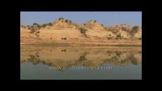 Chambal  A riverine journey  The Best of India [upl. by Nared]