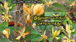 மாடியில் செண்பகப்பூ வருடம் முழுவதும் நிறைய பூக்கள் பூக்க Super Tips Shenbagam plant care in Tamil [upl. by Farrell923]