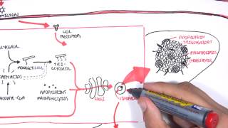 Physiology of Lipoproteins Cholesterol [upl. by Waverly]