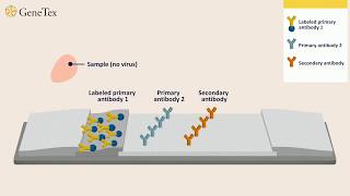 How a Rapid Virus Antigen Test Works [upl. by Eenoj]