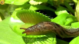 What Is the Weirdest Thing a Venus Flytrap Eats [upl. by Kolnick]