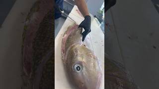 One of my all time favorite fish  Golden Tilefish [upl. by Ecinuahs]