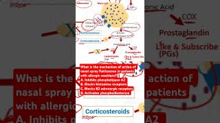 Mechanism of action of nasal spray fluticasone in patients with allergic reactions [upl. by Fe]