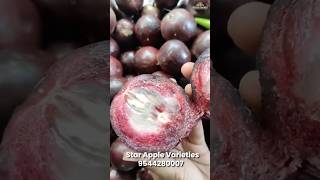 Star Apple Varieties exoticfruitplants tropicalfruit homeoffruitplants fruitcutting garden [upl. by Johannessen10]