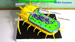 MAQUETA de la CELULA PROCARIOTA paso a paso Proyecto Casero MOdel of Prokaryotic Cell [upl. by Mufinella]