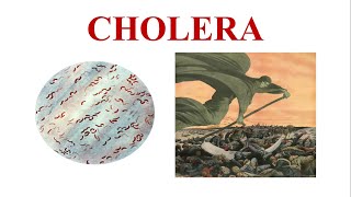 Cholera  Vibrio cholerae  Cause Symptoms Diagnosis Treatment amp Prevention of Cholera [upl. by Refinnaj]