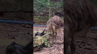 Thirsty Emu shorts nature trending wildlife [upl. by Hallee]