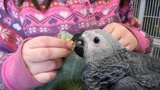 AJS Feathered Friends Pet Shop South Elgin IL [upl. by Anina]