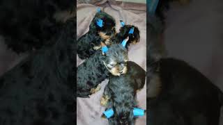 The Yorkshire Terrier puppies are already 15 months old [upl. by Sllew]