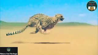 Cheetah Running at Full Speed NatureAndHeritage🐯 Wildlifes Shorts [upl. by Pamelina783]