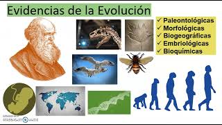 CUÁLES SON LAS EVIDENCIAS DE LA EVOLUCIÓN [upl. by Matthei]