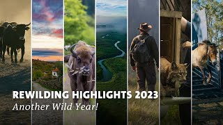 Rewilding Europe 2023 Highlights  End of Year Recap  Another Wild Year [upl. by Mullins137]