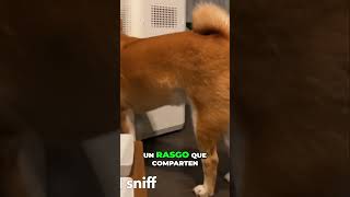 Diferencias Claves entre Akita Inu y Shiba Inu [upl. by Krystal777]