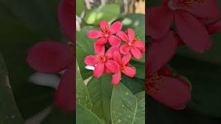 Jatropha integerrimaflowerpinkbeautiful colorsnatureshorts💕🌸🌸 [upl. by Traci]