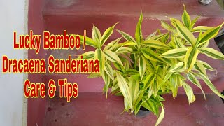 Lucky Bamboo Plant Dracaena Sanderiana  Care amp Tips by Garden Gyan [upl. by Min]