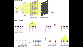 In SituSynthesized Oligonucleotide Microarrays [upl. by Nart9]