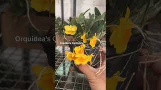 Belas florações de orquídeas plantas flores orquideas [upl. by Madoc]