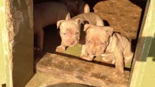 pitbull rednose puppies [upl. by Aisercal]