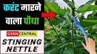 Stinging Nettle Plant or Bicchu Ghaas Facts  Gyan Central [upl. by Lebatsirhc516]