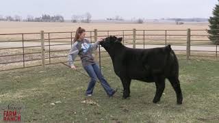 Beef Cattle Showmanship Tips from Nasco amp CD Show Cattle [upl. by Tilden]