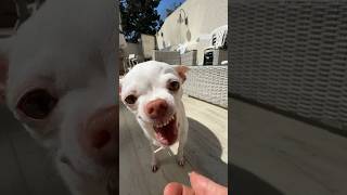 Niki missed to the Kuchi Kuchi Koo😂 angrychihuahua chiuahua mreviatar kuchikuchi nikiozeri [upl. by Corey]