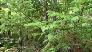 Picea rubens red spruce yellow spruce West Virginia spruce eastern spruce and hebalsam [upl. by Stillas]