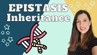 EPISTASIS Alevel Biology Inheritance Genetic crosses showing how one gene masks another [upl. by Bruni]