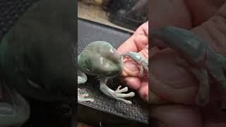 Green Tree Frog VS Superworm [upl. by Valora]